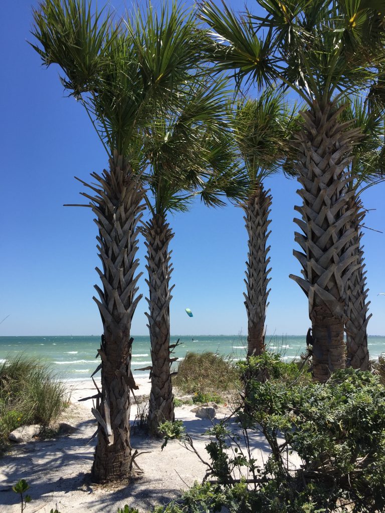 Palmen am Strand in Florida im Winter