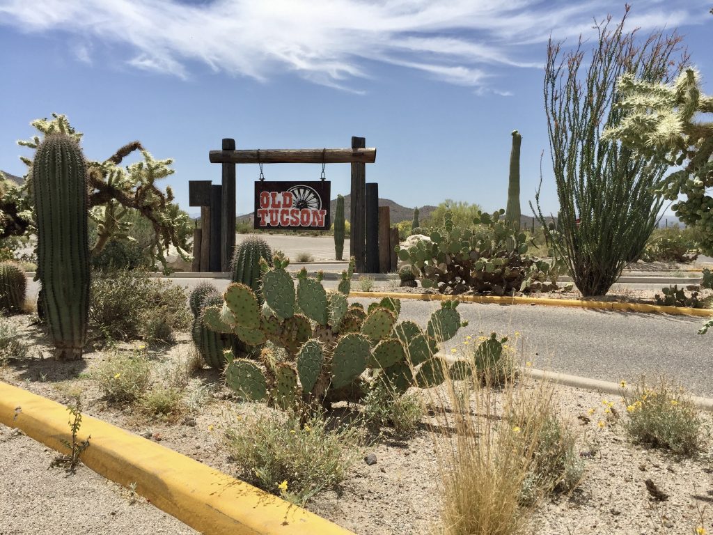 Kakteen in der Wüste in Tucson