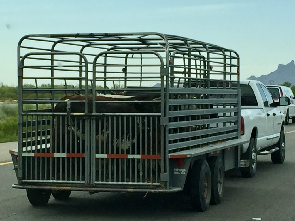 Ein Viehtransport