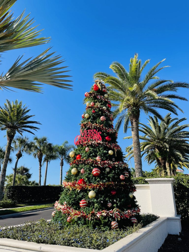 Florida im Winter - Weihnachtsbäume in der Sonne 