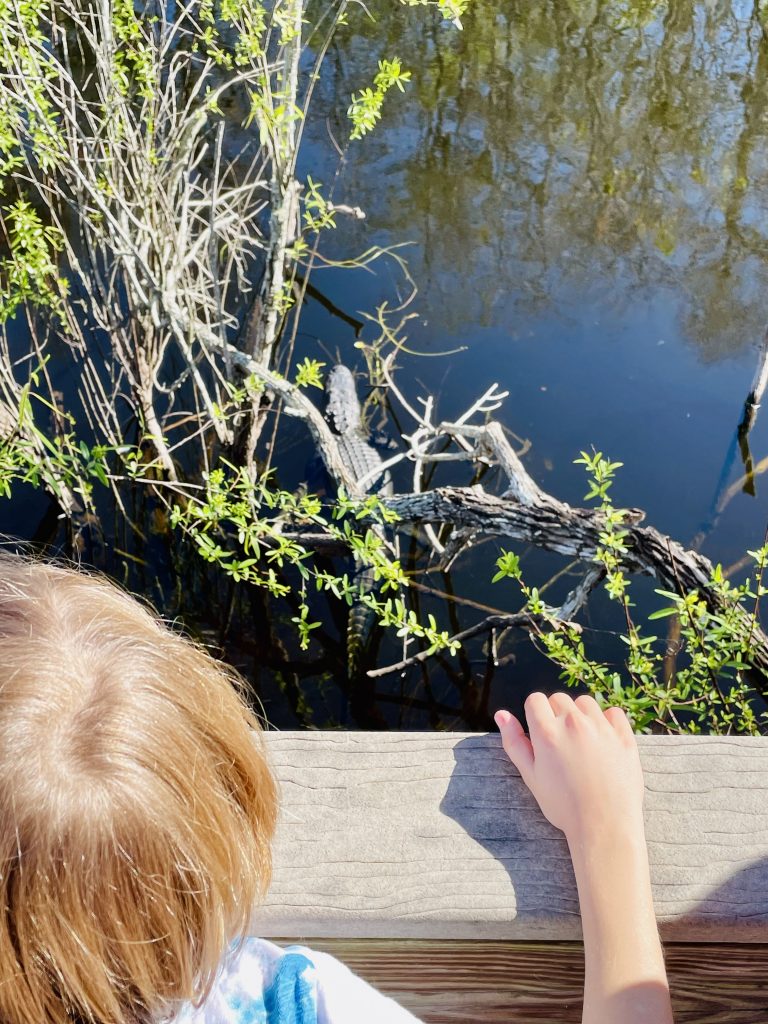 USA aus Kindersicht ein Kind beobachtet einen Alligator in den Everglades